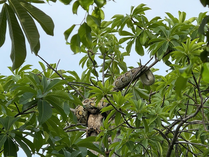 Bất ngờ con trăn dài 2 mét quấn trên cây gần Bến tàu du lịch Nha Trang - Ảnh 1. Bất ngờ con trăn dài 2 mét quấn trên cây gần Bến tàu du lịch Nha Trang - Ảnh 1.
