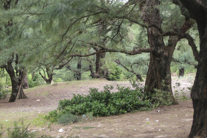 Phục hồi, phát triển rừng phi lao ven biển - Ảnh 1.