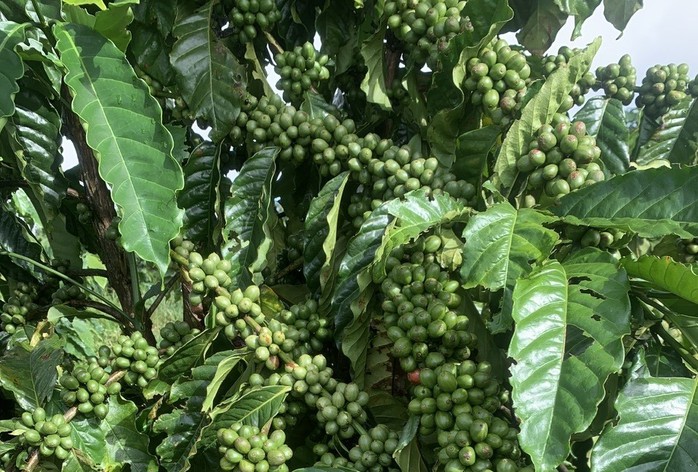 Giá cà phê hôm nay 19-10: Vào vụ vẫn tăng, nhờ đâu? - Ảnh 1.