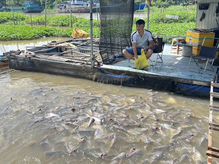 QUAN SÁT: "Cưu mang" đàn cá tự nhiên- Ảnh 1. QUAN SÁT: "Cưu mang" đàn cá tự nhiên- Ảnh 1.