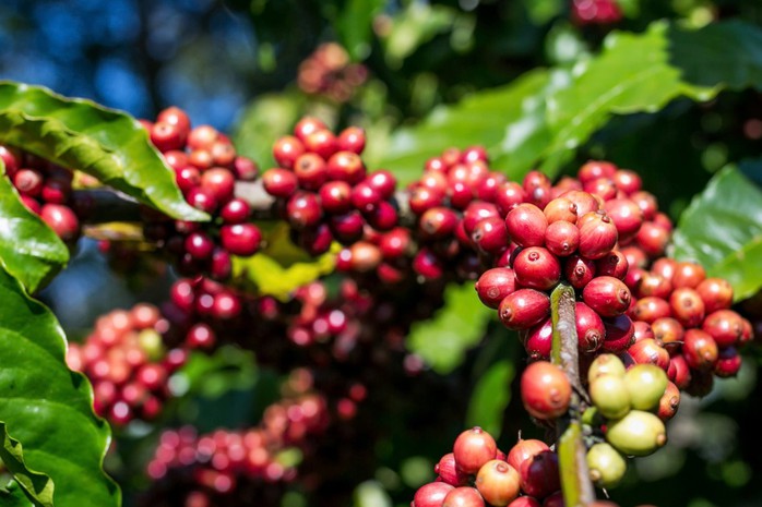 Giá cà phê hôm nay 3-10: Giảm, bức tranh thu hoạch Robusta toàn cầu ra sao?- Ảnh 2.