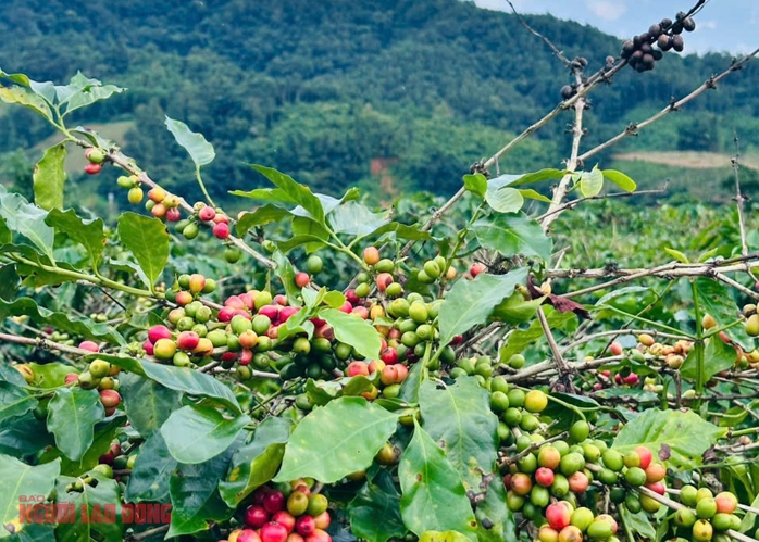 Giá cà phê hôm nay 21-10: Arabica leo đỉnh, cơ hội vàng cho Robusta Việt - Ảnh 1.