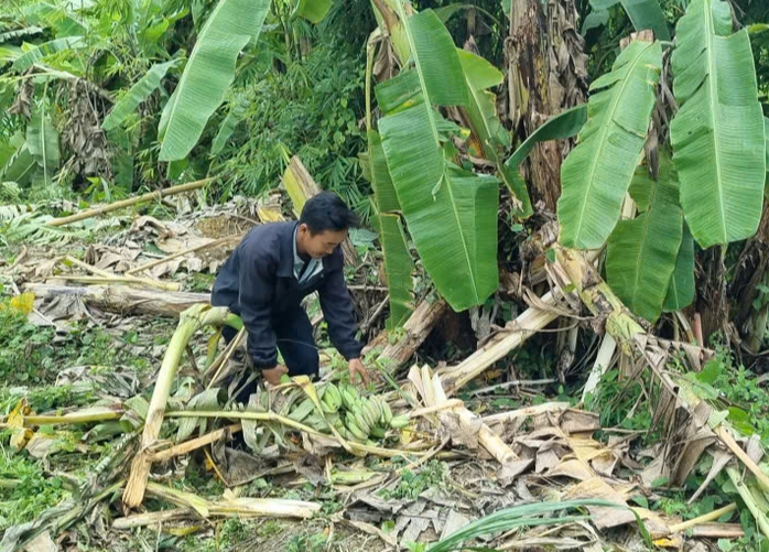 Xung đột giữa voi và người tại Đắk Wil gây lo lắng cho dân địa phương - Ảnh 1. Xung đột giữa voi và người tại Đắk Wil gây lo lắng cho dân địa phương - Ảnh 1.