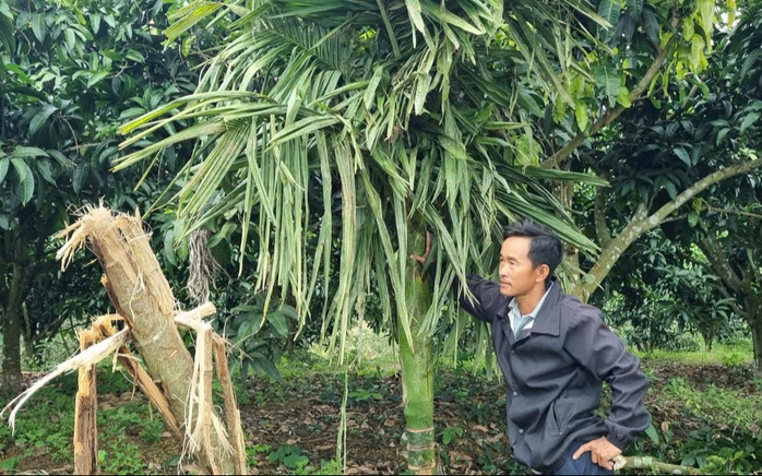 Xung đột giữa voi và người tại Đắk Wil gây lo lắng cho dân địa phương - Ảnh 3. Xung đột giữa voi và người tại Đắk Wil gây lo lắng cho dân địa phương - Ảnh 3.