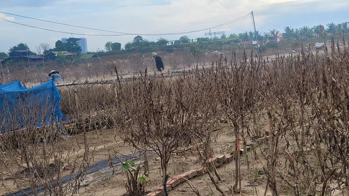 "Thủ phủ" đào, quất Hà Nội lo mất Tết - Ảnh 1. "Thủ phủ" đào, quất Hà Nội lo mất Tết - Ảnh 1.