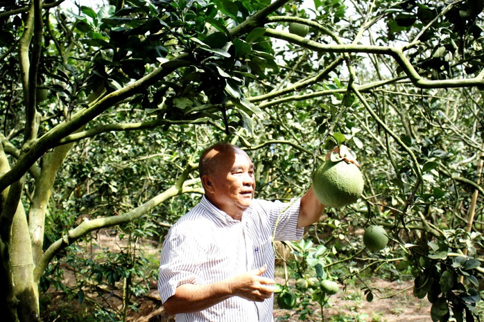 Số hóa canh tác hữu cơ bưởi da xanh - Ảnh 1. Số hóa canh tác hữu cơ bưởi da xanh - Ảnh 1.