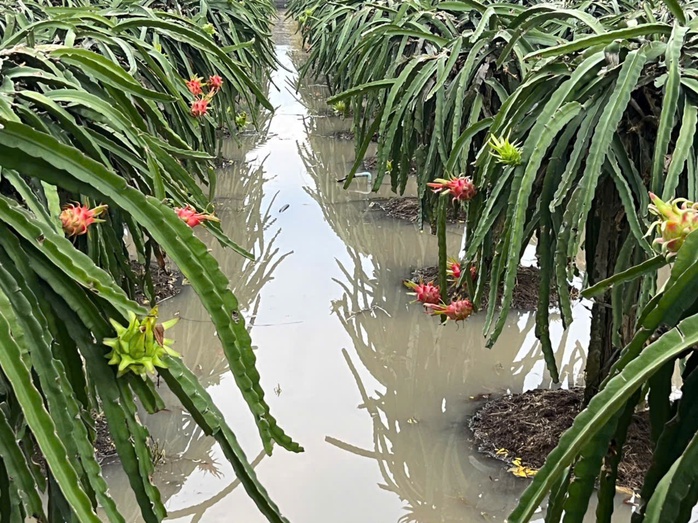 Cảnh báo khẩn cấp lũ tại Tây Ninh: Nguy cơ vỡ đê và ngập lụt - Ảnh 3. Cảnh báo khẩn cấp lũ tại Tây Ninh: Nguy cơ vỡ đê và ngập lụt - Ảnh 3.