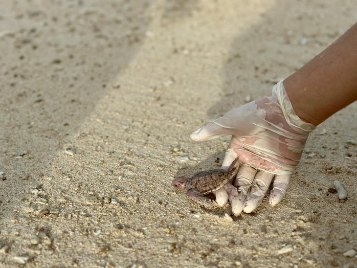 Hiện tướng hiếm, 14 rùa con bạch tạng chào đời kỳ diệu tại Côn Đảo - Ảnh 2.
