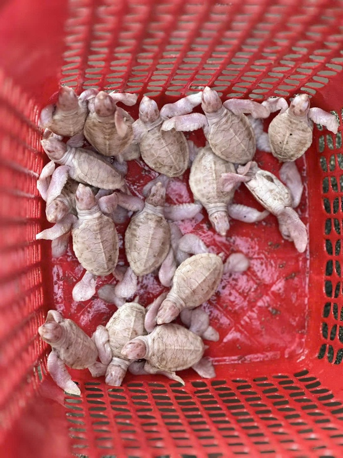 Hiện tướng hiếm, 14 rùa con bạch tạng chào đời kỳ diệu tại Côn Đảo - Ảnh 1.