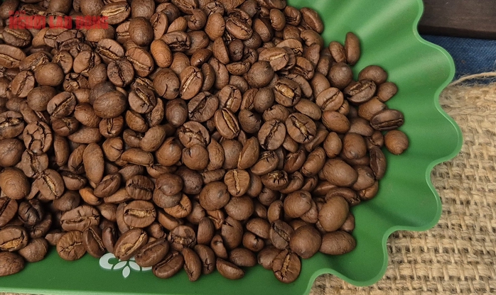 Giá cà phê hôm nay 31 - 10 tăng tiếp giữ vị thế số 1 cho cà phê Việt Nam - Ảnh 2.