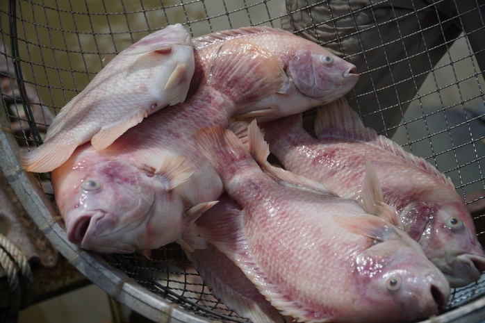 Cần Thơ: Hàng tấn cá điêu hồng chết bất ngờ trước ngày xuất bán - Ảnh 4. Cần Thơ: Hàng tấn cá điêu hồng chết bất ngờ trước ngày xuất bán - Ảnh 4.