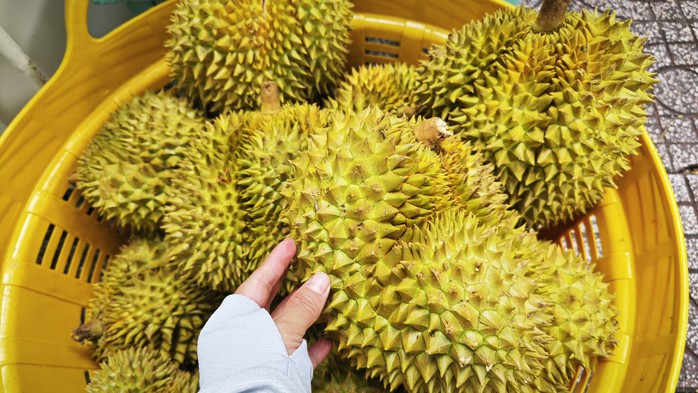 Xuất khẩu sầu riêng Việt Nam hồi phục , cần nâng cao kiểm nghiệm và minh bạch - Ảnh 1. Xuất khẩu sầu riêng Việt Nam hồi phục , cần nâng cao kiểm nghiệm và minh bạch - Ảnh 1.