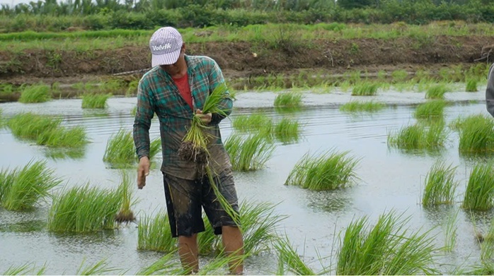 VIDEO: Tuyệt chiêu nghề ném mạ thuê ở Cà Mau - Ảnh 5.
