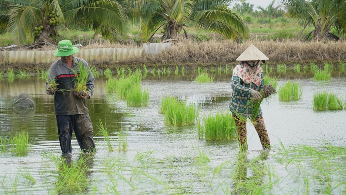VIDEO: Tuyệt chiêu nghề ném mạ thuê ở Cà Mau - Ảnh 6.
