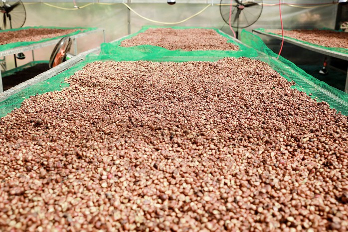 Giá cà phê hôm nay 8 - 10 giảm mạnh , doanh nghiệp Việt lép vế cuối vụ - Ảnh 2.