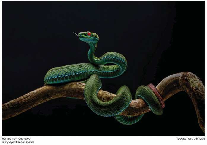 Thu hồi Giải Nhất Cuộc thi Ảnh Thiên nhiên Hoang dã Việt Nam 2025 vì vi phạm điều lệ - Ảnh 1.