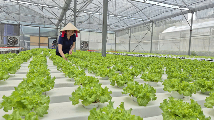 Tháo điểm nghẽn cho nông sản sạch TP HCM - Ảnh 1.