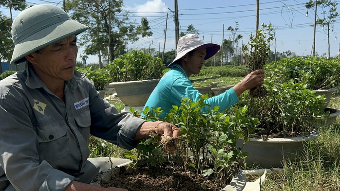 Người trồng hoa Tết ở Huế trắng tay sau lũ lụt - Ảnh 1.