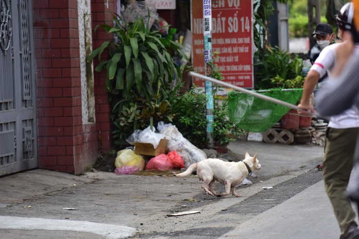 Luật sư lên tiếng vụ nam thanh niên nguy kịch khi xe tông trúng chó chạy rông - Ảnh 2.