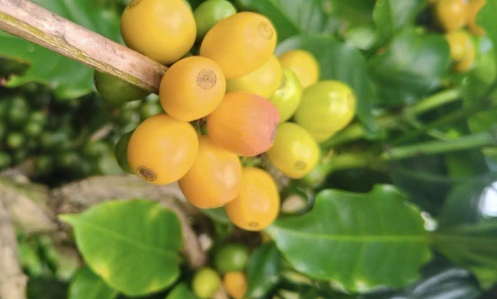 Giá cà phê hôm nay 12 -11: Arabica lại tăng nóng,  Ethiopia xử lý đầu cơ - Ảnh 1.