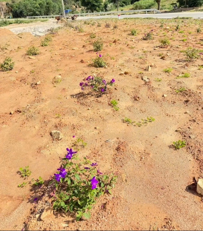 Đường hoa tưởng nhớ vợ quá cố của người đàn ông ở Đắk Lắk tiếp tục bị nhổ trộm - Ảnh 1.