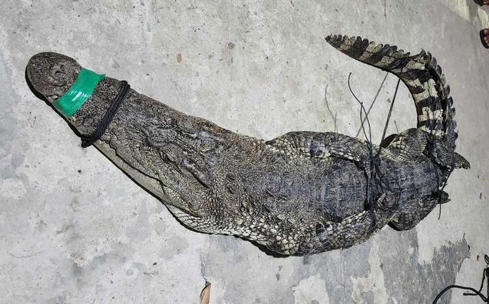 Hốt hoảng cá sấu dài 2m dính lưới trên sông Cái Cỏ Tây Ninh - Ảnh 1.