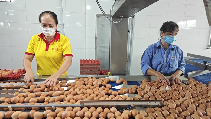 Nội tình của ngành trứng - Ảnh 1.