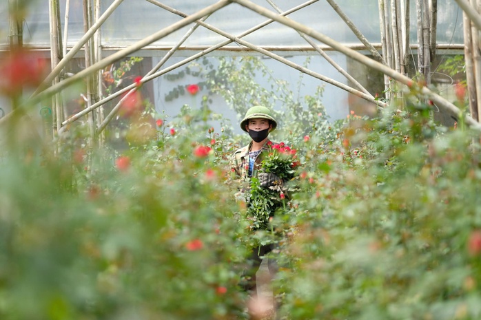 Gần 20-11, nhiều chủ vườn hoa... lo lắng - Ảnh 1.