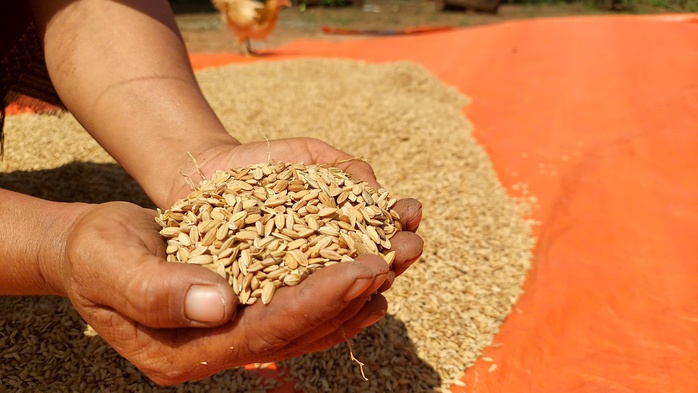 Dẻo thơm hạt lúa, lấp lánh tình người - Ảnh 1.