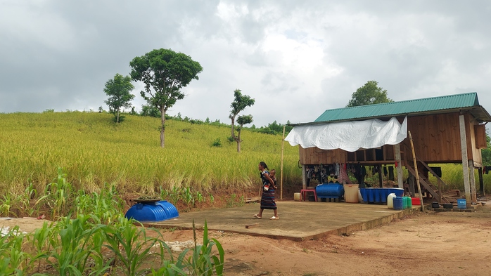 Dẻo thơm hạt lúa, lấp lánh tình người - Ảnh 2.