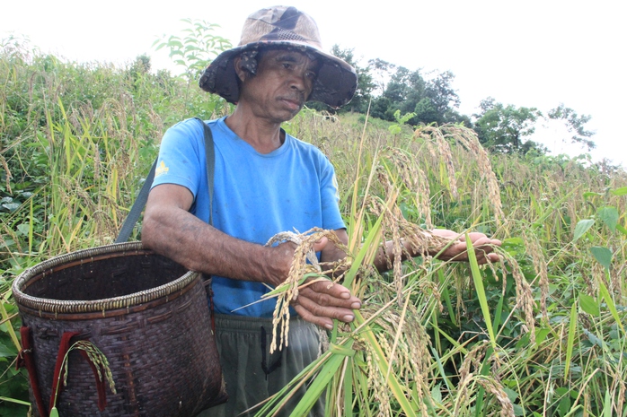 Dẻo thơm hạt lúa, lấp lánh tình người - Ảnh 4.