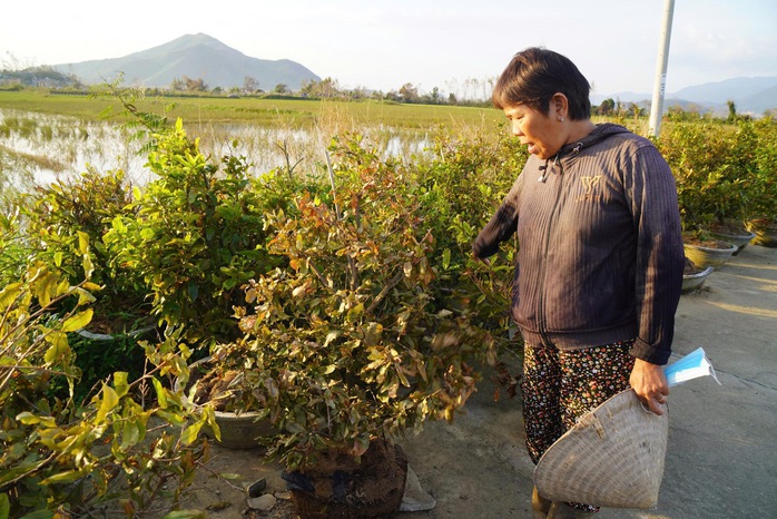 Xác xơ “thủ phủ” mai vàng miền Trung - Ảnh 3. Xác xơ “thủ phủ” mai vàng miền Trung - Ảnh 3.