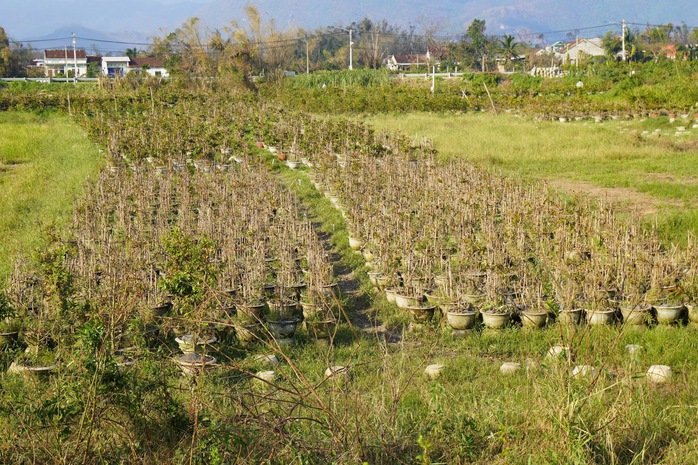 Xác xơ “thủ phủ” mai vàng miền Trung - Ảnh 1. Xác xơ “thủ phủ” mai vàng miền Trung - Ảnh 1.