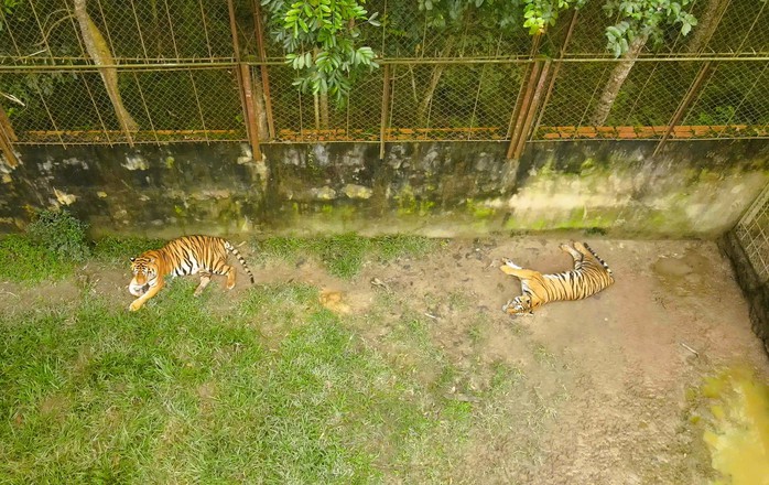 Xây dựng phương án chuyển đàn hổ 9 con ra Vườn thú Hà Nội - Ảnh 1.