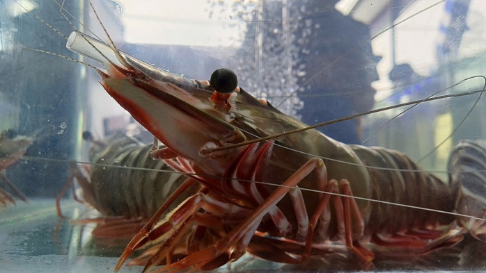 CLIP: Cận cảnh tôm sú "khổng lồ" tại "Ngày hội cua Cà Mau" - Ảnh 6.