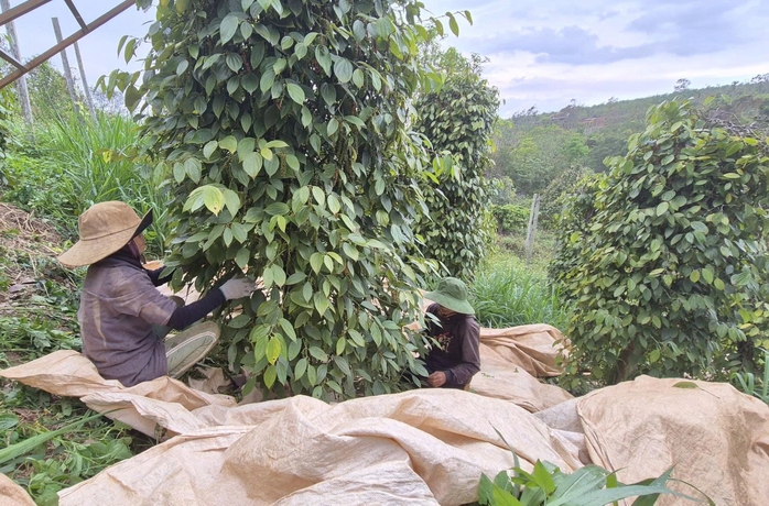 Nông sản Việt rộng cửa vào Mỹ - Ảnh 1.