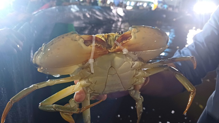 CLIP: Gay cấn cuộc thi mò cua biển Cà Mau - Ảnh 3.