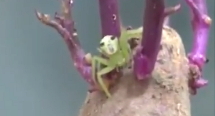 Nhện “mặt người” gây chú ý trên mạng Thái Lan - Ảnh 2. Nhện “mặt người” gây chú ý trên mạng Thái Lan - Ảnh 3.