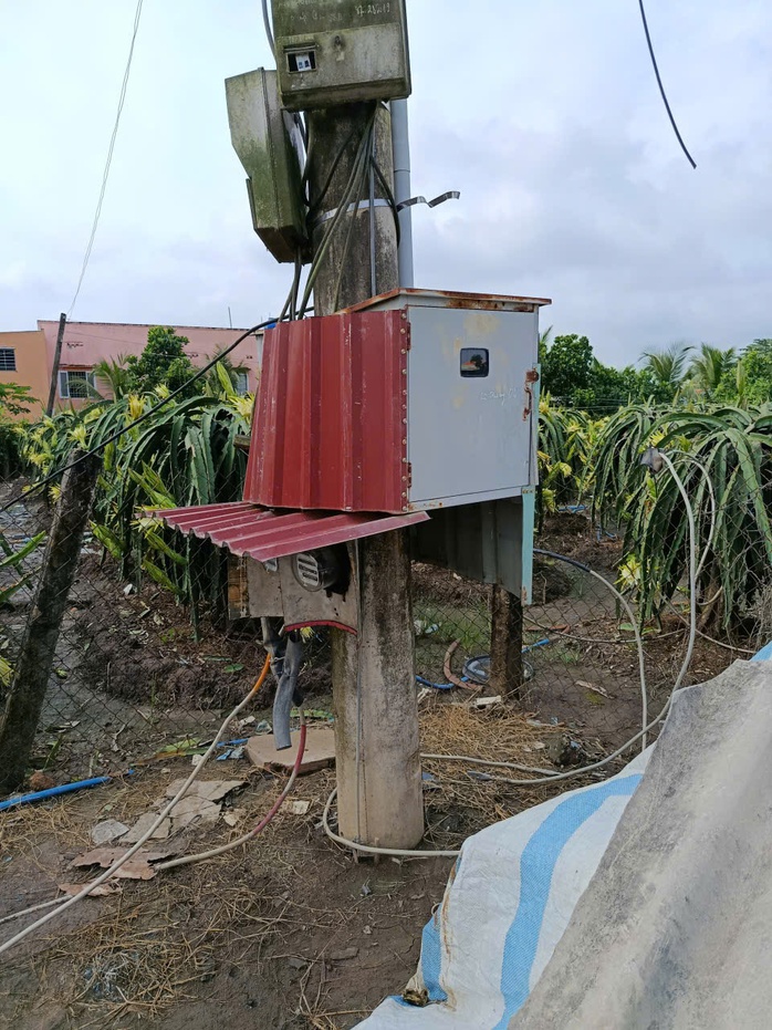 Người trồng thanh long ở Tây Ninh, Đồng Tháp khóc ròng vì rớt và bị trộm cắp - Ảnh 2.