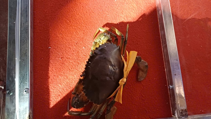 VIDEO: Người dân, du khách chen chân xem đua cua ở Cà Mau - Ảnh 8.