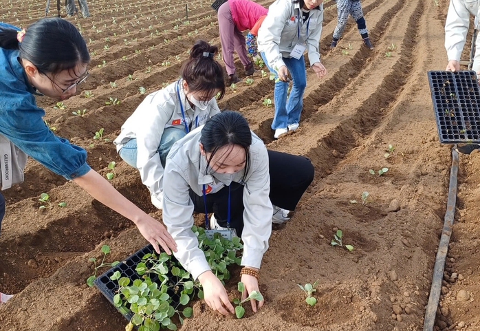 Tỉnh Jeju tăng tiếp nhận lao động thời vụ Việt Nam - Ảnh 1.
