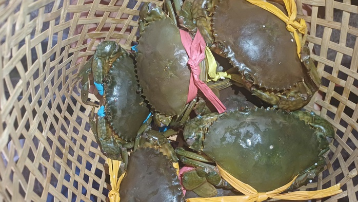 VIDEO: Người dân, du khách chen chân xem đua cua ở Cà Mau - Ảnh 1.