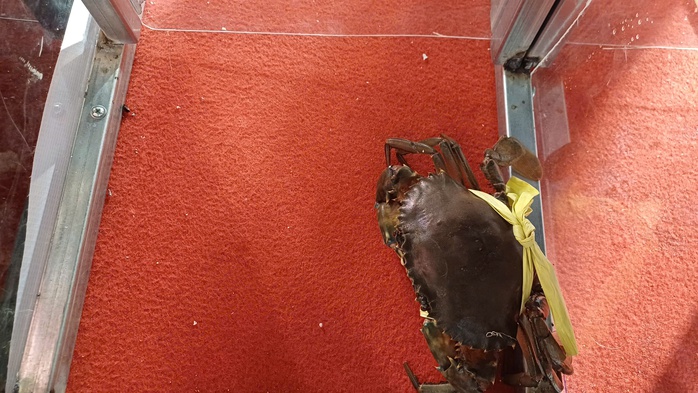 VIDEO: Người dân, du khách chen chân xem đua cua ở Cà Mau - Ảnh 3.