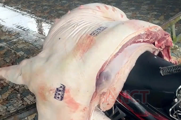 Cần Thơ Bắt 3 cán bộ thú y liên quan thịt heo nhiễm bệnh kiểm dịch - Ảnh 1.