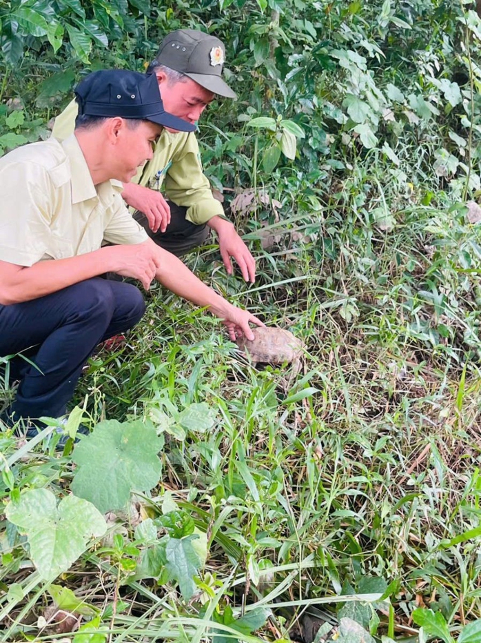 Chung tay bảo vệ hệ sinh thái rừng Mỹ Sơn - Ảnh 2.