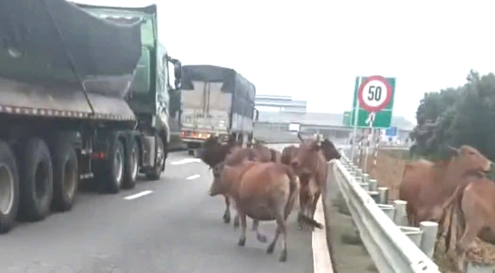 Hình ảnh Đàn bò trên cao tốc Vạn Ninh - Cam Lộ gây hoang mang cho người tham gia giao thông - Ảnh 1. Hình ảnh Đàn bò trên cao tốc Vạn Ninh - Cam Lộ gây hoang mang cho người tham gia giao thông - Ảnh 1.