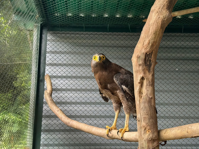 Diều hoa Miến Điện qúy hiếm được Cứu hộ ở Quảng Trị , góp phần bảo vệ đa dạng sinh học - Ảnh 2. Diều hoa Miến Điện qúy hiếm được Cứu hộ ở Quảng Trị , góp phần bảo vệ đa dạng sinh học - Ảnh 2.