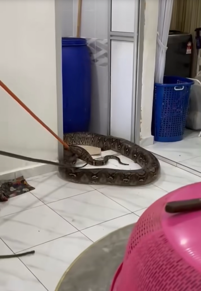 Trăn khổng lồ đè sập trần nhà vệ sinh, gây kinh hãi ở Malaysia - Ảnh 2. Con trăn khổng lồ bất ngờ rơi xuống trần nhà khiến cả gia đình kinh hãi - Ảnh 2.