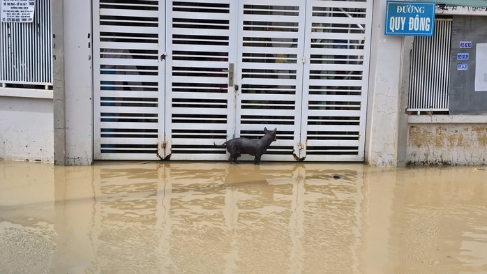 Khánh Hòa: Sẽ tiếp tục có mưa to, Nha Trang vẫn ngập, 2 người còn mất tích - Ảnh 4.