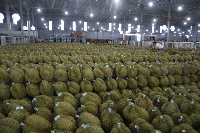 Mua hồ sơ xuất khẩu sầu riêng với giá hàng trăm triệu đồng! - Ảnh 4.